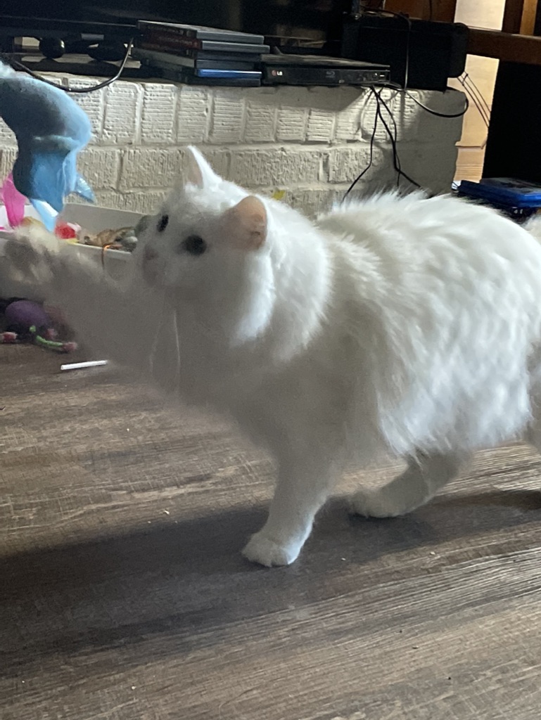 When the Full Moon Shines Upon the Lake, Make Sure to Bring the Cats in!